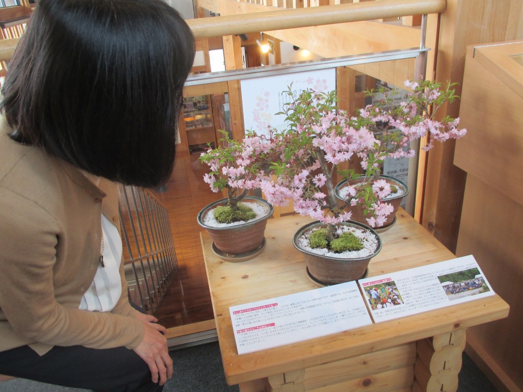 福島桜盆栽